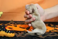 Athos , a male Havapoo for sale in Trenton, MO – 6 of 7