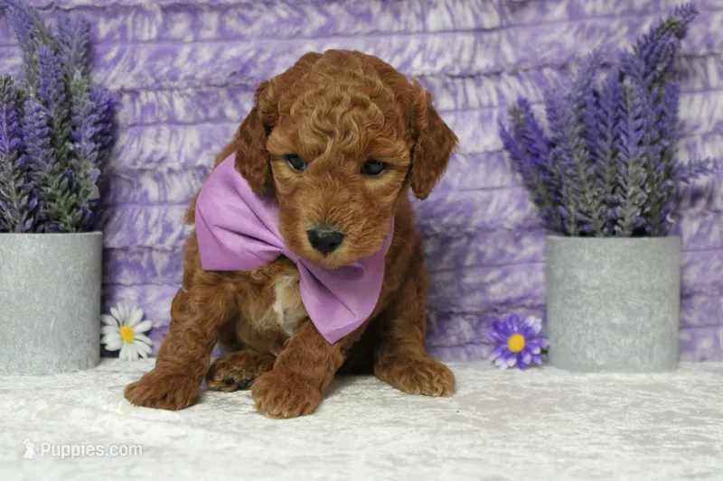Seville – Poodle - Miniature  puppy for sale in Trenton, MO