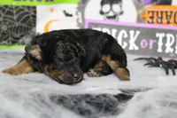 Ray , a male Poodle - Toy  for sale in Trenton, MO – 5 of 10