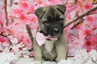 Braeburn, a male Akita for sale in Trenton, MO – 2 of 9