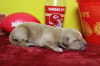 Yuzu, a male Golden Retriever for sale in Trenton, MO – 5 of 8