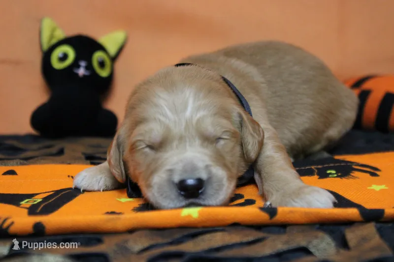 Coconut  – Golden Retriever puppy for sale in Trenton, MO