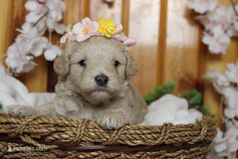 Veruca  – Poodle - Toy , Havapoo puppy for sale in Trenton, MO