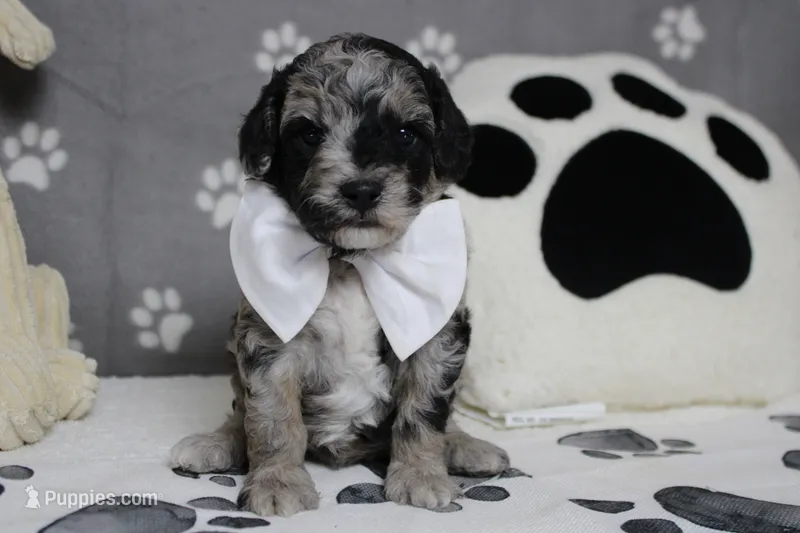 Spot – Miniature Aussiedoodle puppy for sale in Trenton, MO