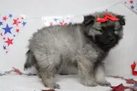 Elsa , a female Keeshond for sale in Trenton, MO – 8 of 8