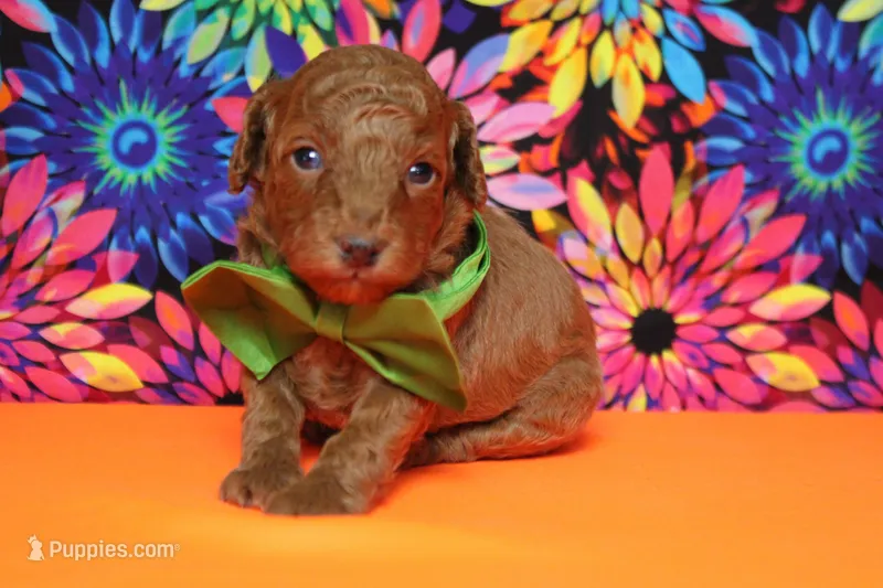 Tangelo  – Poodle - Miniature  puppy for sale in Trenton, MO