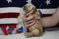 Pumpernickel , a male Golden Retriever for sale in Trenton, MO – 8 of 8