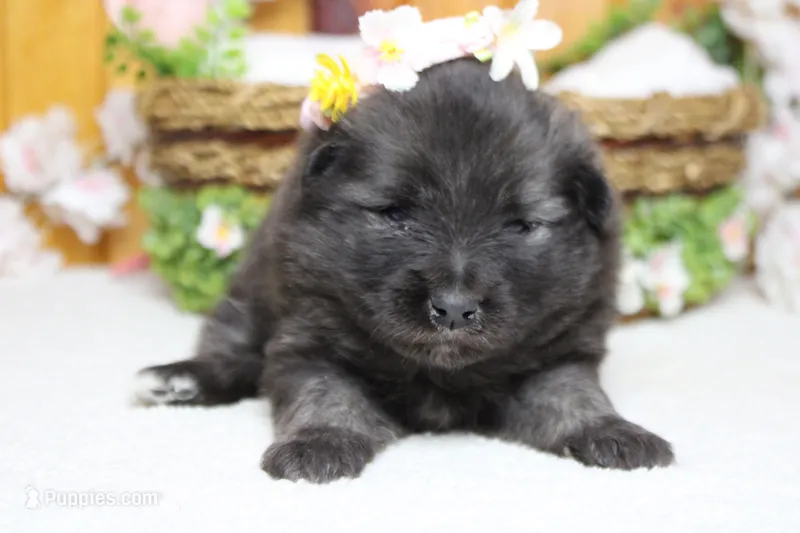 Elsa  – Keeshond puppy for sale in Trenton, MO