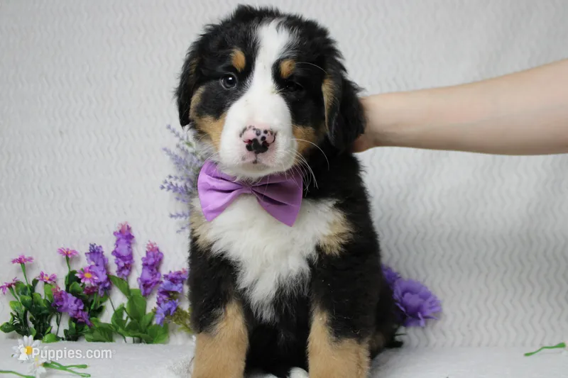Moose  – Bernese Mountain Dog puppy for sale in Trenton, MO