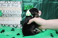 Moose , a male Bernese Mountain Dog for sale in Trenton, MO – Photo 6 of 7