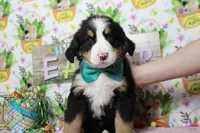 Moose , a male Bernese Mountain Dog for sale in Trenton, MO – Photo 1 of 7