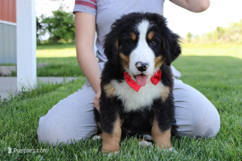 Moose  – Bernese Mountain Dog puppy for sale in Trenton, MO