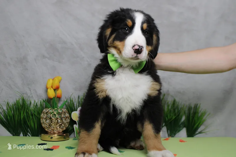 Moose  – Bernese Mountain Dog puppy for sale in Trenton, MO