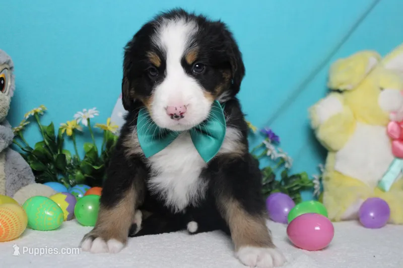 Moose  – Bernese Mountain Dog puppy for sale in Trenton, MO