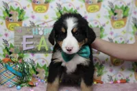 Moose , a male Bernese Mountain Dog for sale in Trenton, MO – Photo 3 of 7