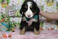 Moose , a male Bernese Mountain Dog for sale in Trenton, MO – Photo 4 of 7