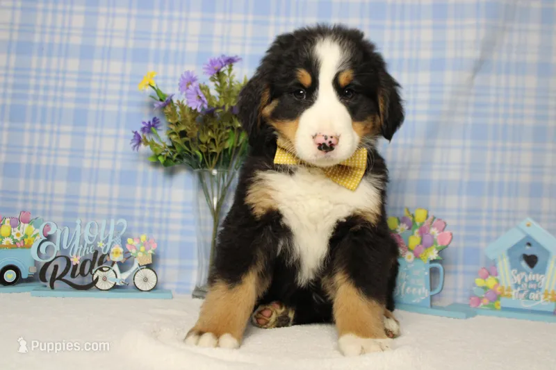 Moose  – Bernese Mountain Dog puppy for sale in Trenton, MO