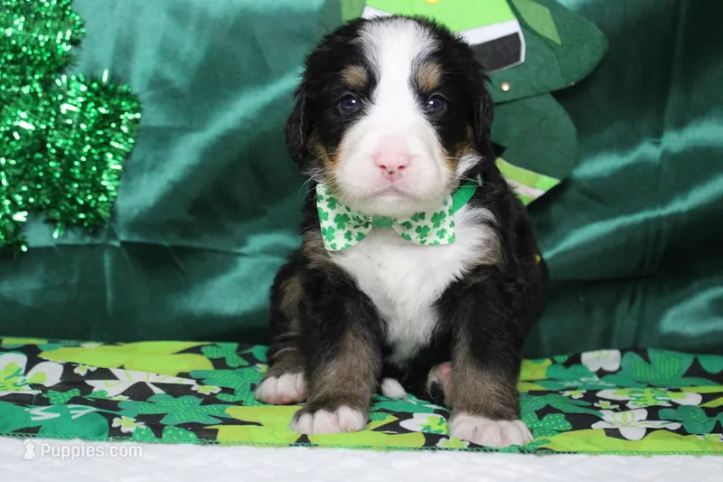Moose  – Bernese Mountain Dog puppy for sale in Trenton, MO