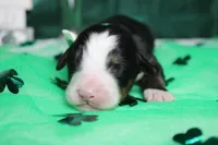 Moose , a male Bernese Mountain Dog for sale in Trenton, MO – Photo 3 of 7