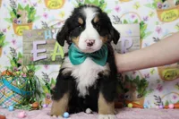 Moose , a male Bernese Mountain Dog for sale in Trenton, MO – Photo 2 of 7