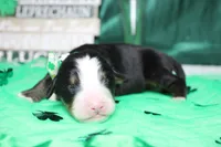 Moose , a male Bernese Mountain Dog for sale in Trenton, MO – Photo 4 of 7