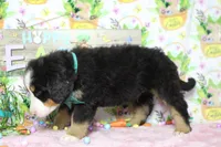 Moose , a male Bernese Mountain Dog for sale in Trenton, MO – Photo 6 of 7