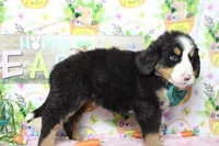 Moose , a male Bernese Mountain Dog for sale in Trenton, MO – Photo 7 of 7