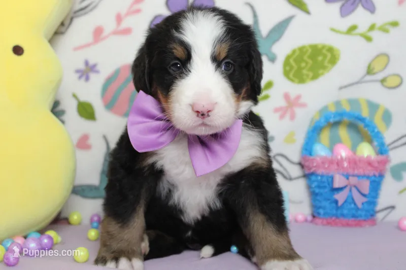 Moose  – Bernese Mountain Dog puppy for sale in Trenton, MO