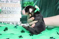 Moose , a male Bernese Mountain Dog for sale in Trenton, MO – Photo 7 of 7