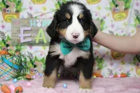 Moose , a male Bernese Mountain Dog for sale in Trenton, MO – Photo 5 of 7