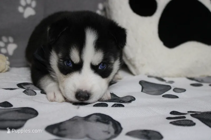 Atlas  – Siberian Husky puppy for sale in Trenton, MO