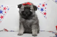 Elsa , a female Keeshond for sale in Trenton, MO – 4 of 8