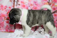 Jonathon , a male Akita for sale in Trenton, MO – 7 of 9