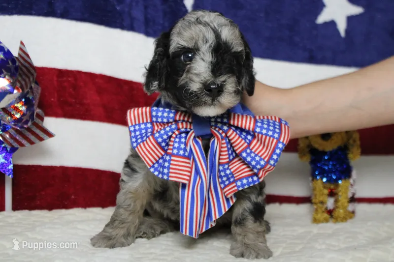 Spot – Miniature Aussiedoodle puppy for sale in Trenton, MO