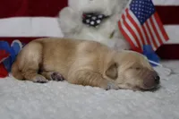 Pumpernickel , a male Golden Retriever for sale in Trenton, MO – 5 of 8