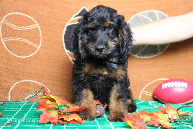 Toffee  – Cockapoo puppy for sale in Trenton, MO