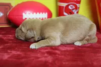 Papaya, a male Golden Retriever for sale in Trenton, MO – 5 of 9