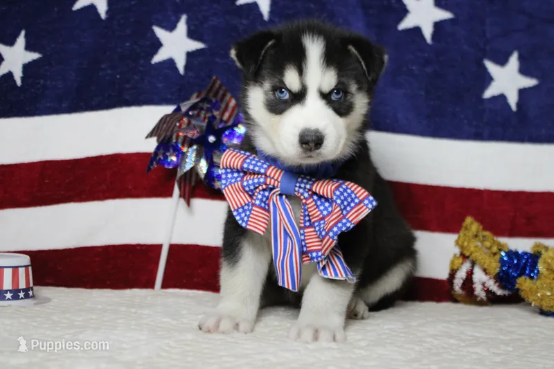 Atlas  – Siberian Husky puppy for sale in Trenton, MO