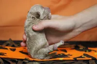 Aramis , a male Havapoo for sale in Trenton, MO – 6 of 8