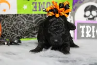 Sydney , a female Poodle - Toy  for sale in Trenton, MO – 3 of 10