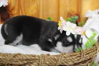 Kira , a female Siberian Husky for sale in Trenton, MO – 4 of 9