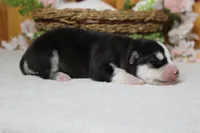 Storm , a male Siberian Husky for sale in Trenton, MO – 10 of 10