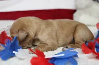 Brioche , a male Golden Retriever for sale in Trenton, MO – 4 of 10