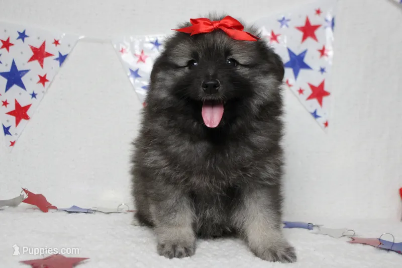 Anna  – Keeshond puppy for sale in Trenton, MO