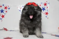 Anna , a female Keeshond for sale in Trenton, MO – 1 of 10