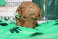 RC, a male Miniature Goldendoodle for sale in Trenton, MO – Photo 3 of 9