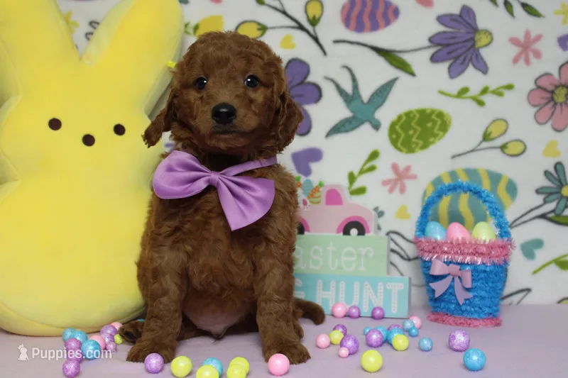 RC – Miniature Goldendoodle puppy for sale in Trenton, MO