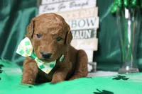 RC, a male Miniature Goldendoodle for sale in Trenton, MO – Photo 2 of 9