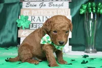 RC, a male Miniature Goldendoodle for sale in Trenton, MO – Photo 7 of 9