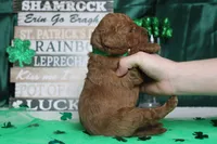 RC, a male Miniature Goldendoodle for sale in Trenton, MO – Photo 8 of 9